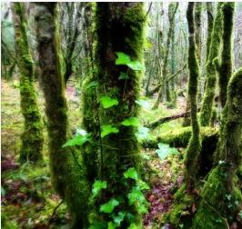 Photography of green foresty mossy area used in a responsive interactive web site for the FYP Multimedia Project