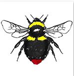 An illustration of a bumblebee- Bombus Pratorum as part of my Web Development project