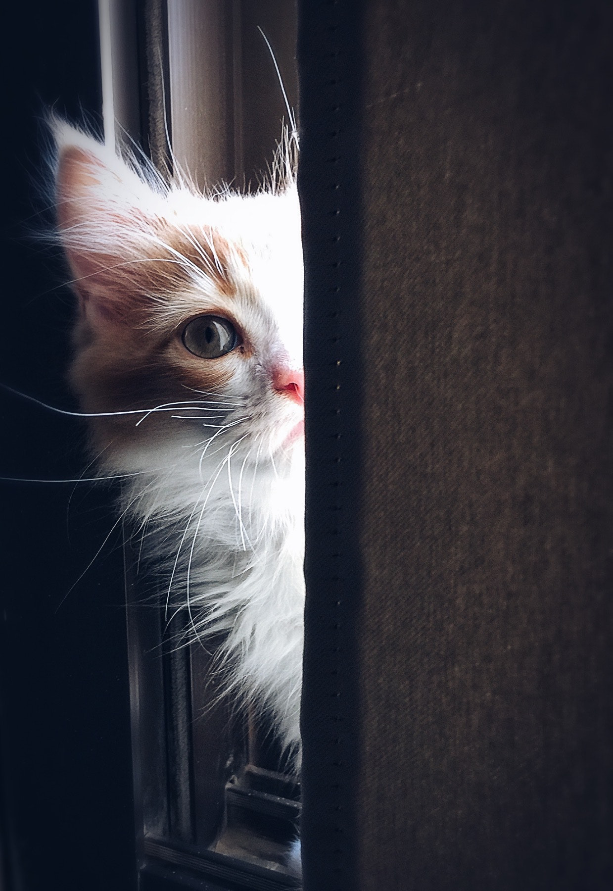 cute cat peeking out from behind curtain